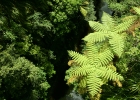 tree-ferns-whanganui-national-park